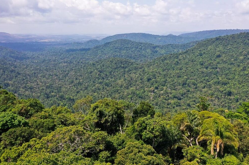 Bioeconomia ganha força e movimenta a economia amazônica