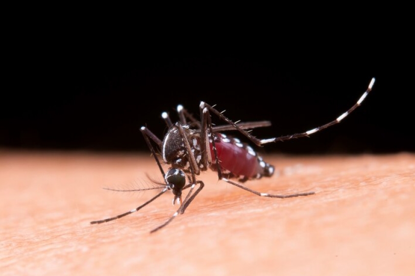 Dengue avança e Brasil registra mais de 1 milhão de casos em 2025